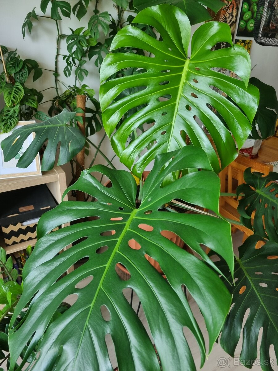 Monstera deliciosa