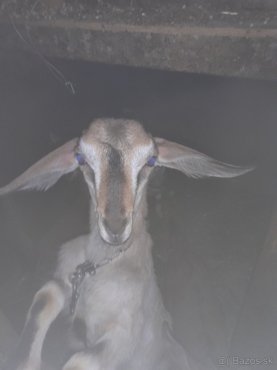 Koza