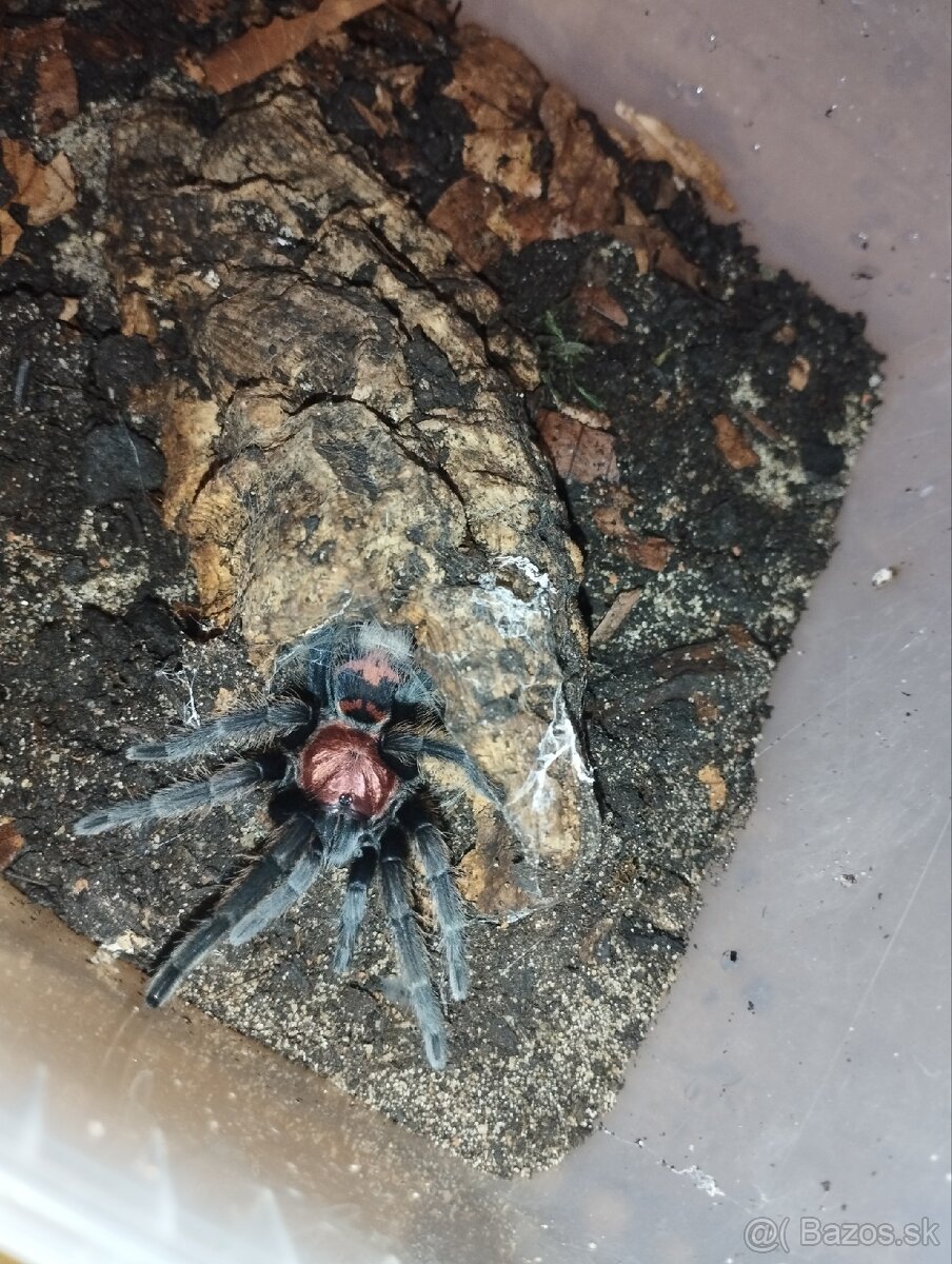 Davus pentaloris 1.0