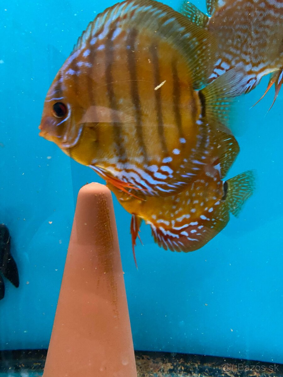 Krmivo pro terčovce - zmrzlá směs z domácích surovin