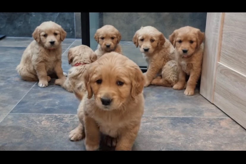 Zlatý retríver Golden retriever)