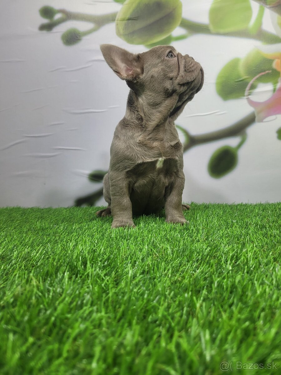 Francuzsky buldoček