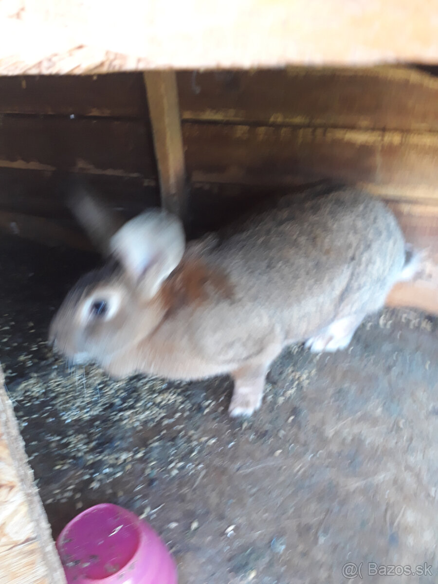 Predám králiky 2 samice 1 samec