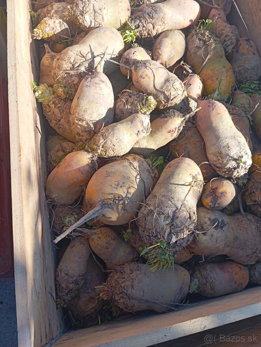 Predám krmnu repu, burginu