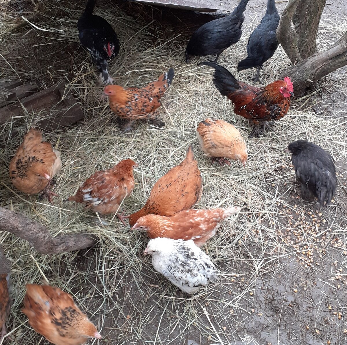 Predam kurcata,nosnice