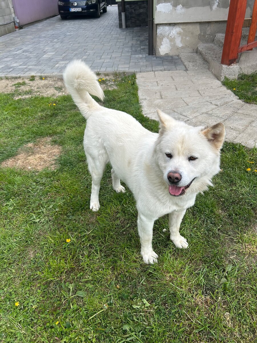 Akita Inu