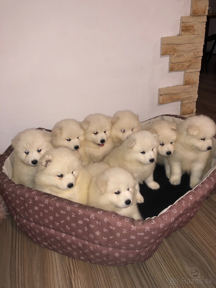 Samoyed FCI