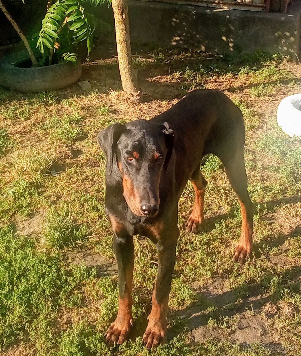 Doberman