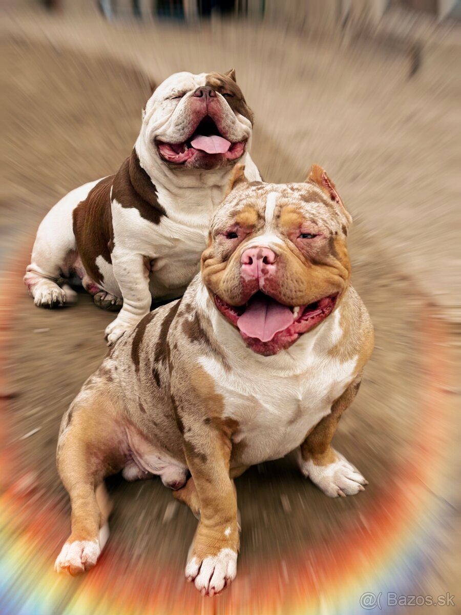 American Bully