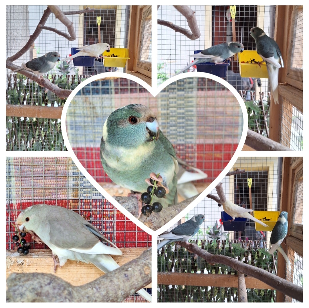 Kakariky