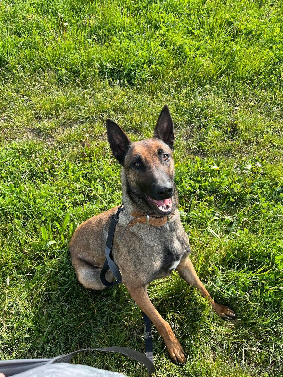 Belgicky ovčiak Malionis