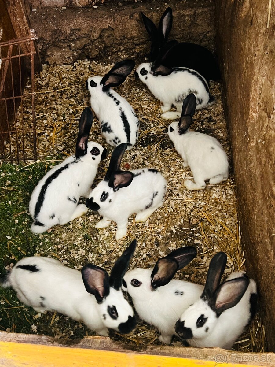 PREDÁM mladé 3,5 mesačne kraliky Nemecky obrovitý starkáč