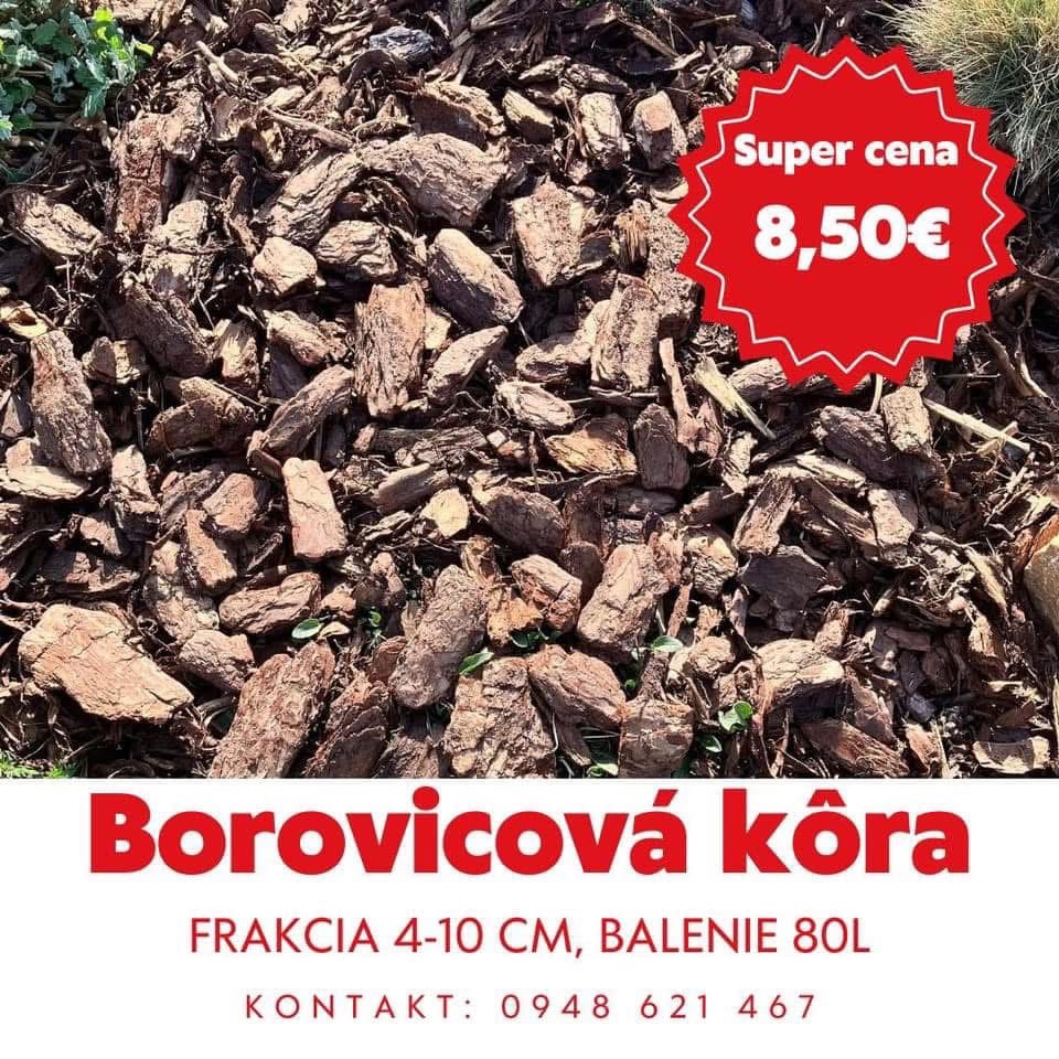 Borovicova kôra