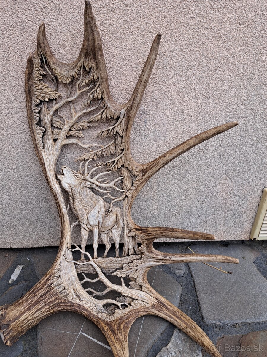 Graverovany parol losa, parozie, parohy