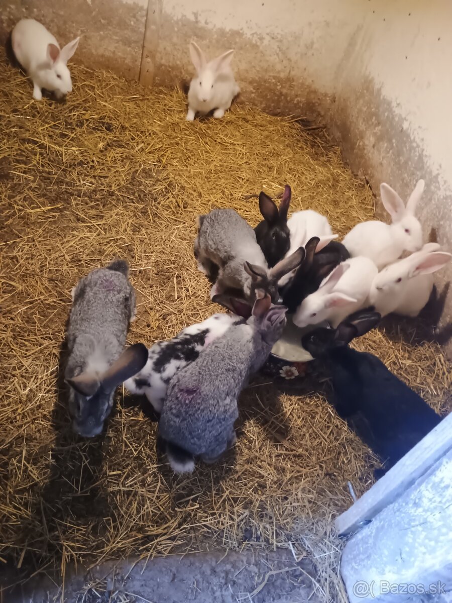 Kraliky