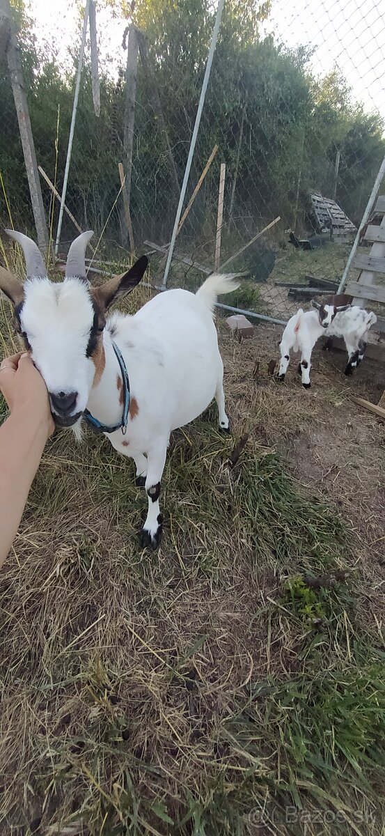 Predám mini kozu s dvomi malými capkami