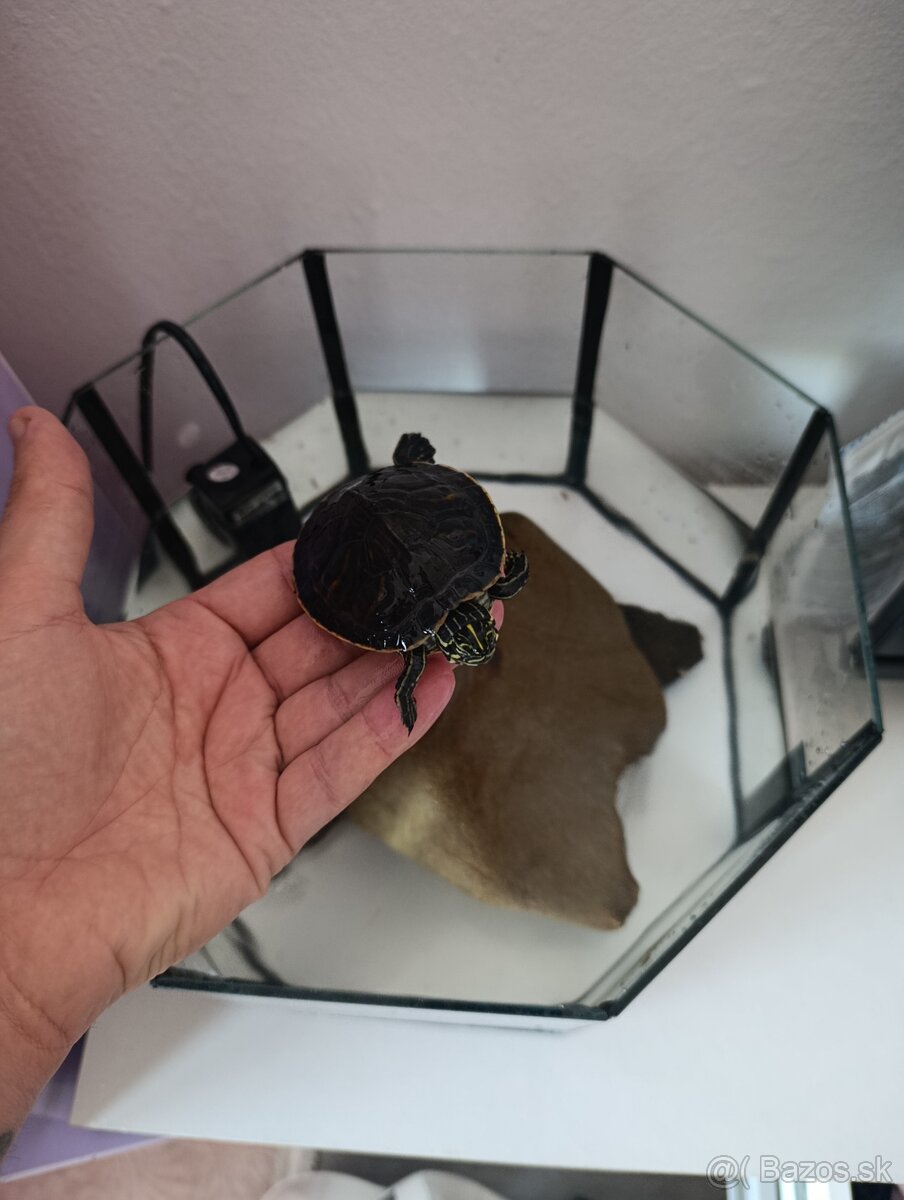 Vodné korytnačky , vodná korytnačka