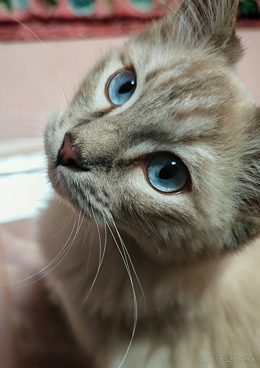 Ragdoll - kocúrik