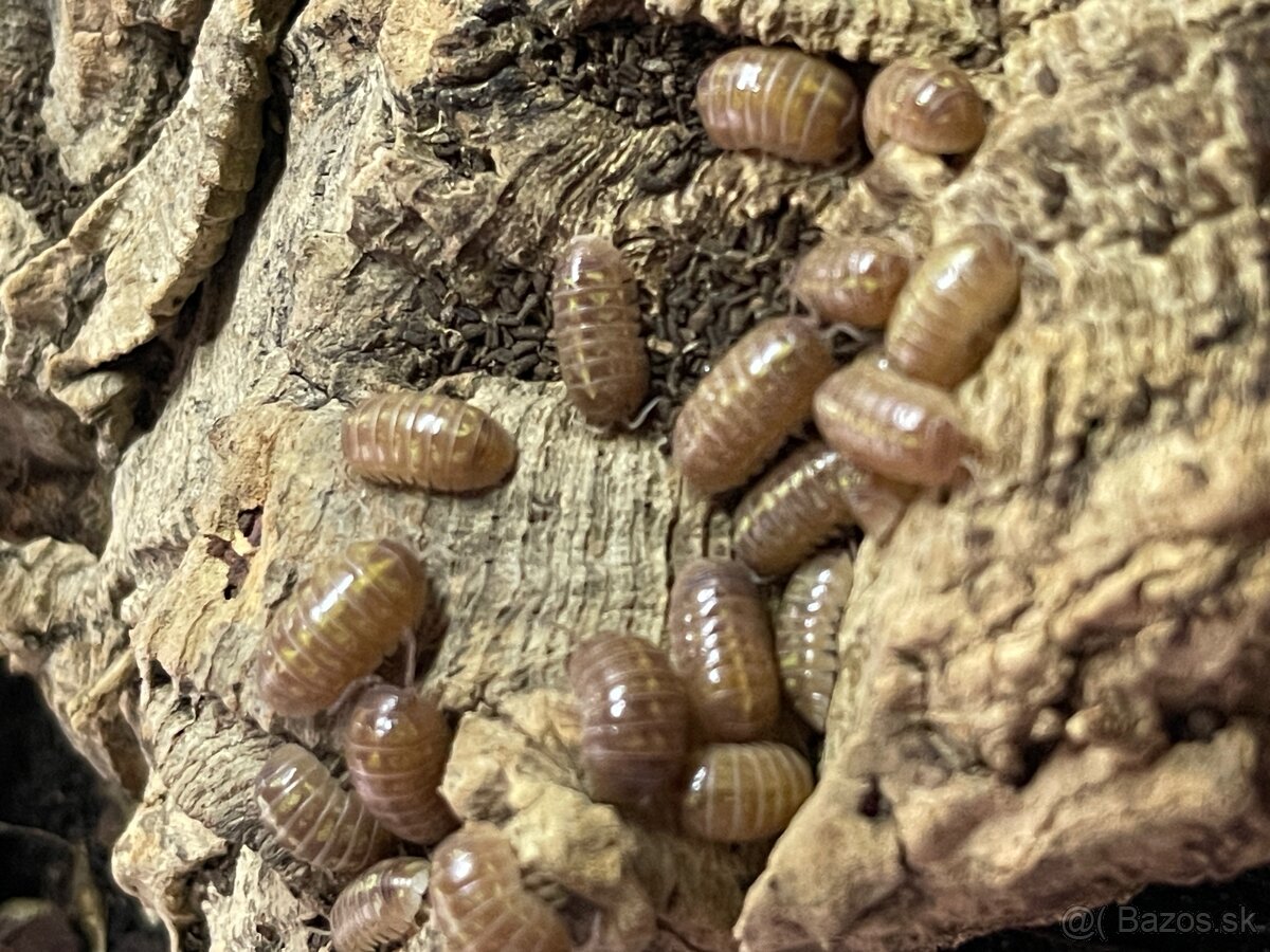 Isopody na predaj bioaktívne poklady pre tvoje terárium 🐛🌿
