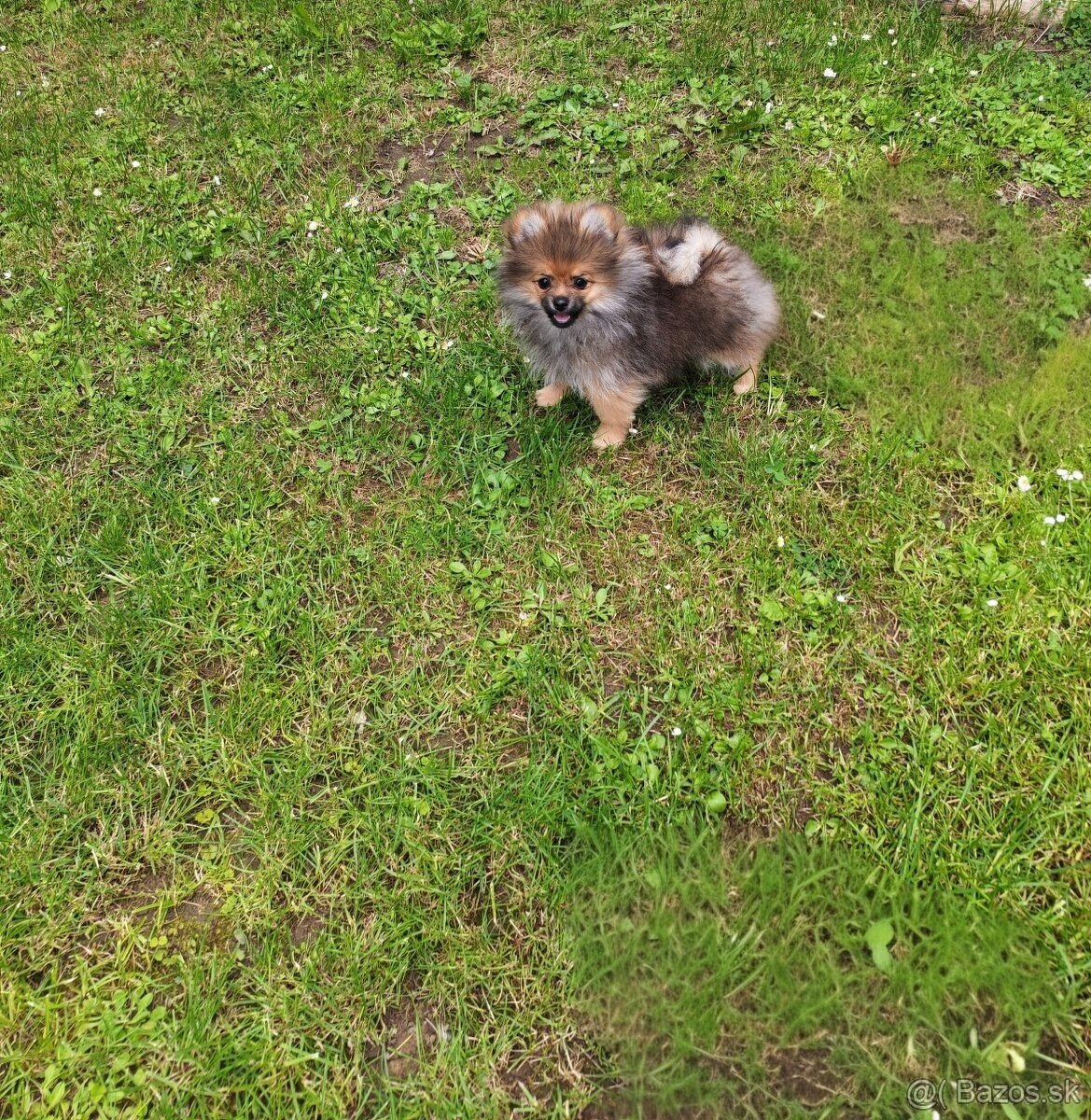 Pomeranian fenka