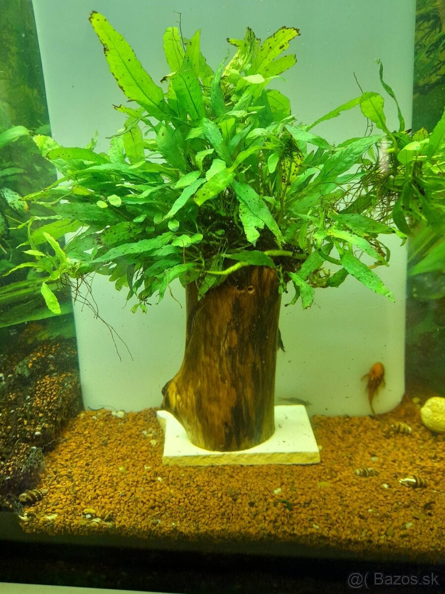 Predám rastliny Microsorium