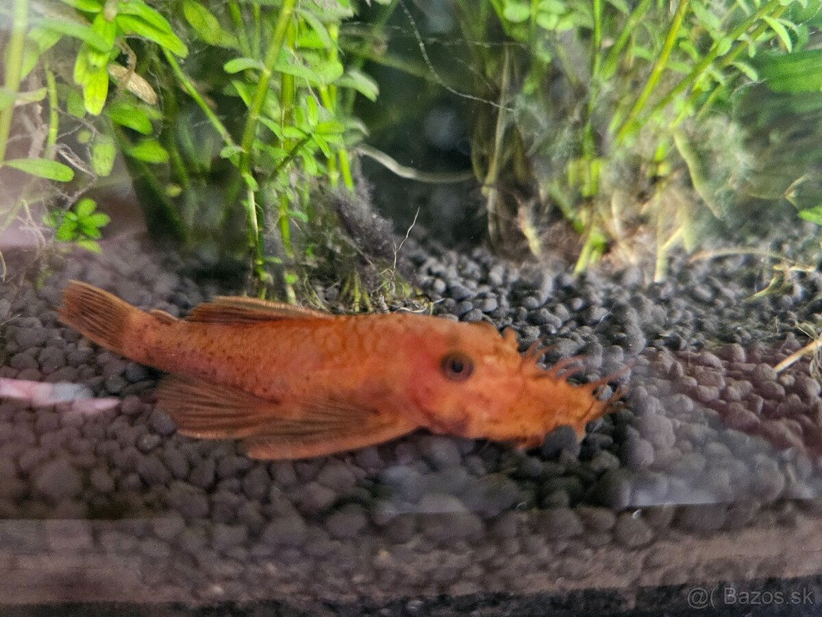 Prisavnik super red