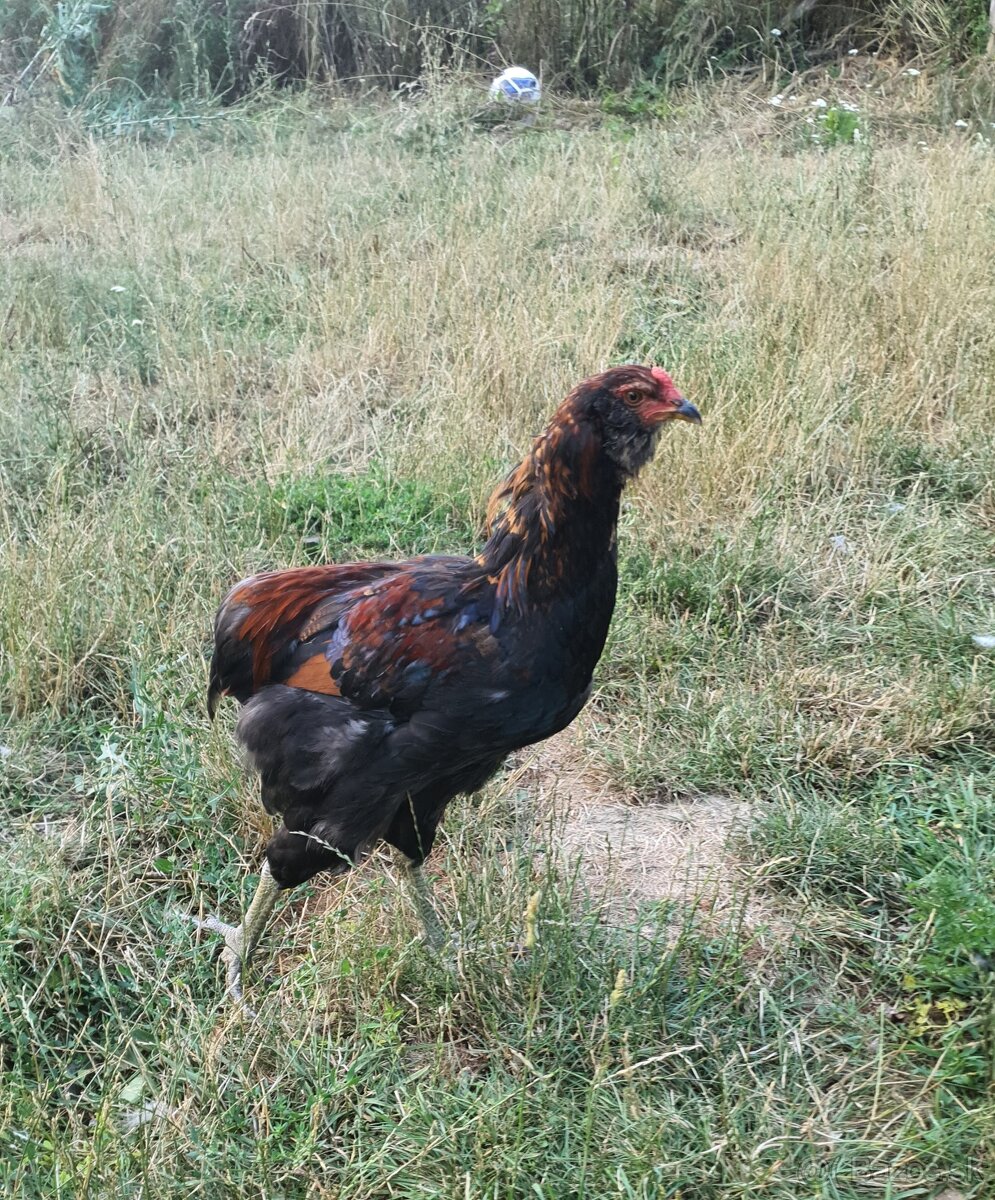 Predám kohútov araukany