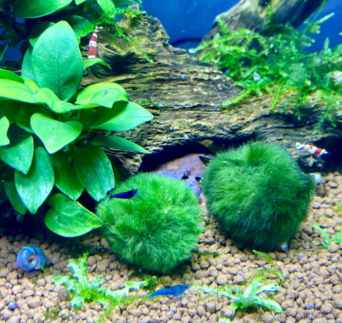 Cladophora aegagropila - riasogula