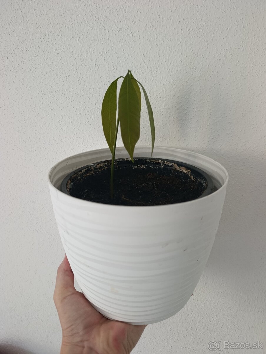 Mango Mangovnik