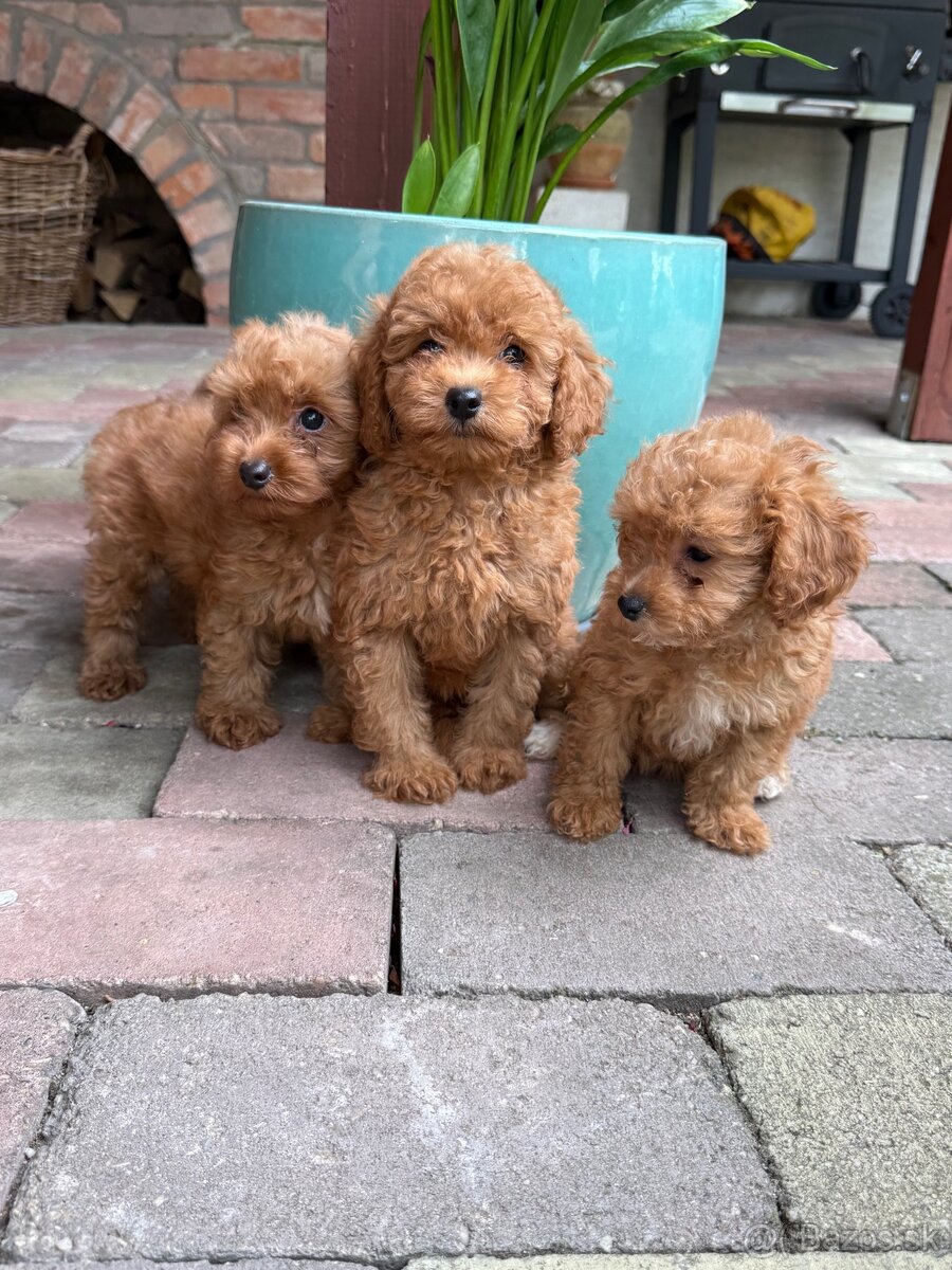 Maltipoo, maltezák, púdel