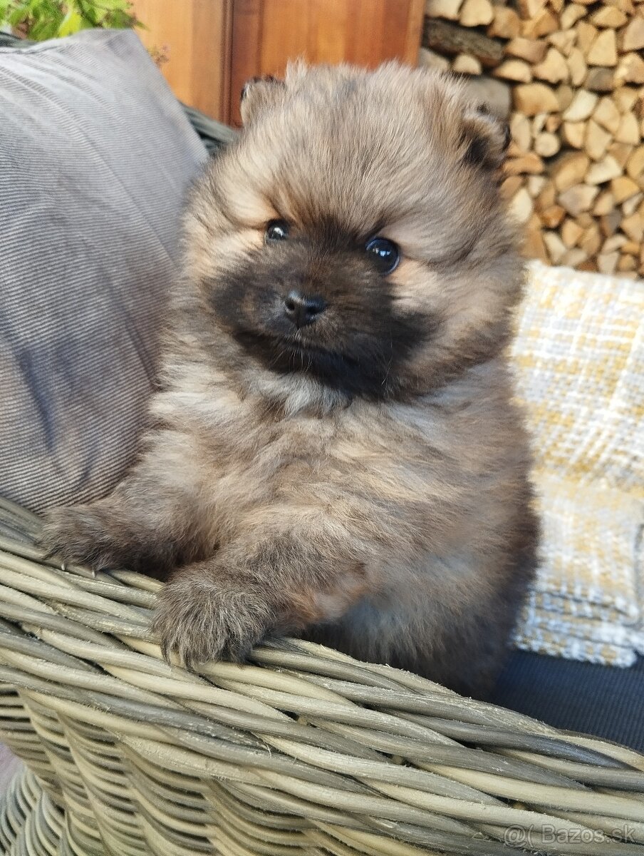 Trpazlíčí špic pomeranian