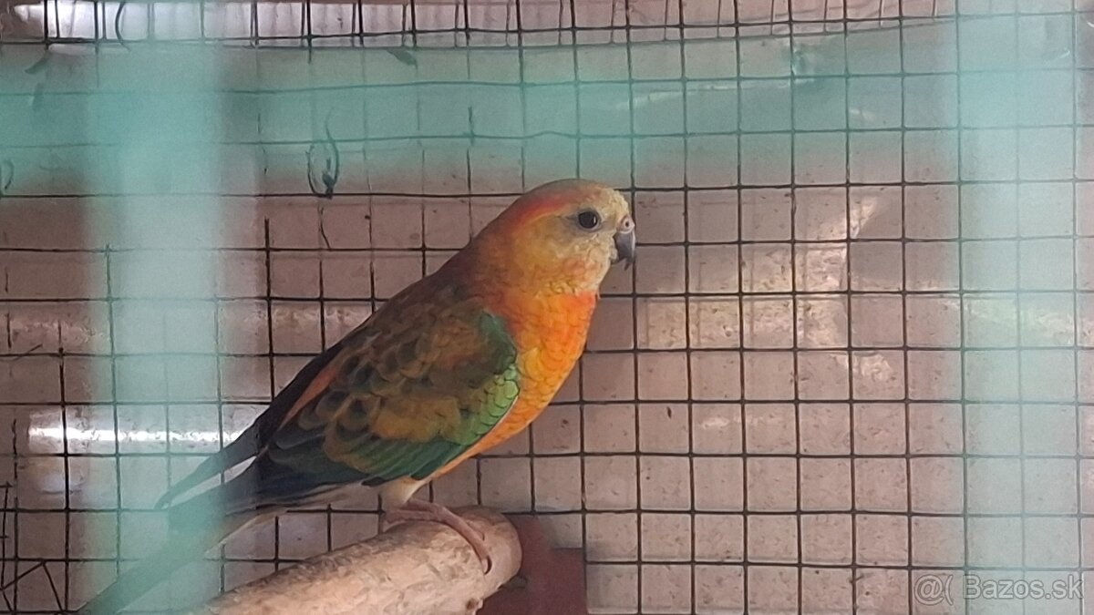 Papagaje