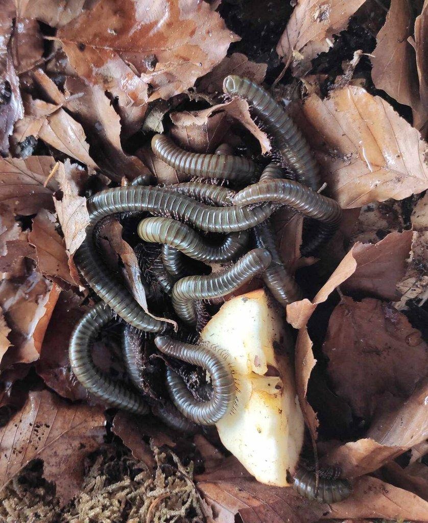 Telodeoinopus aoutii