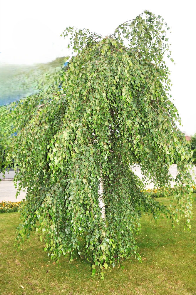 Predám breza previsnutá sadenica - 200cm