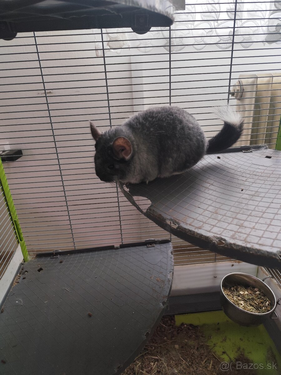 Cincila