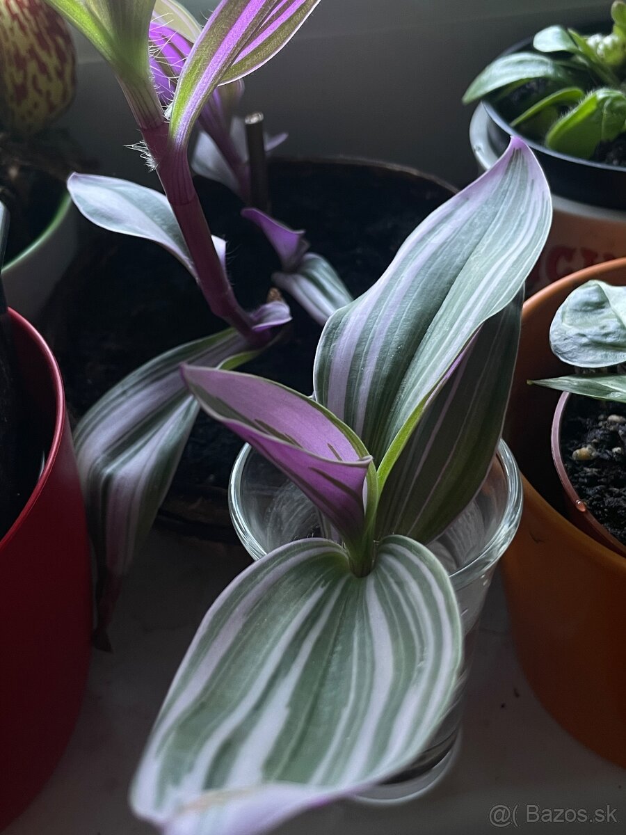 Tradescantia nanouk (tradeskancia nanouk)