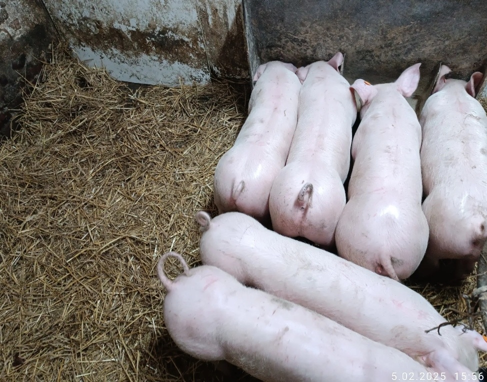 Odstavčata