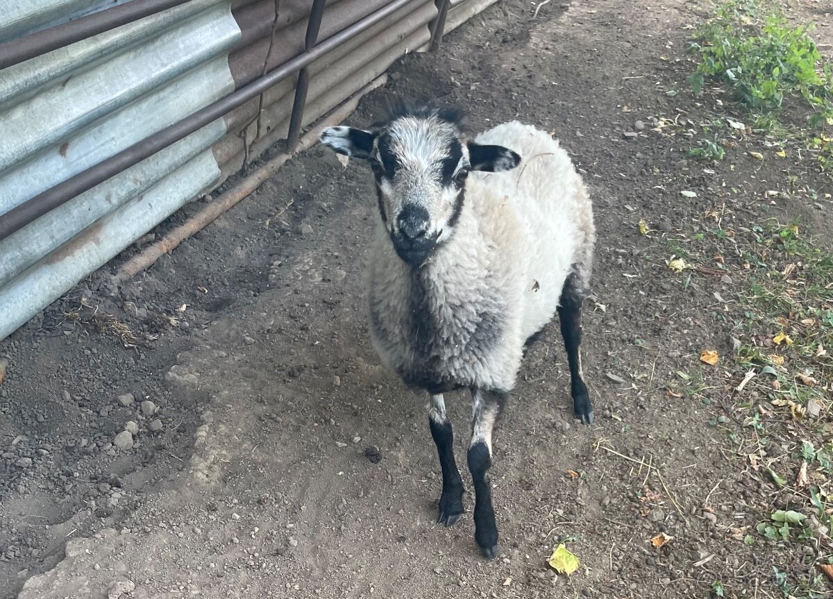 Quessantská mini ovca