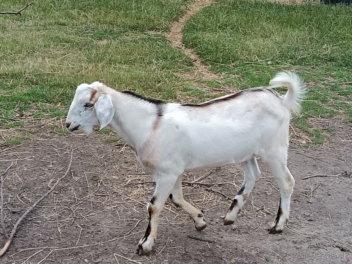 Capko.