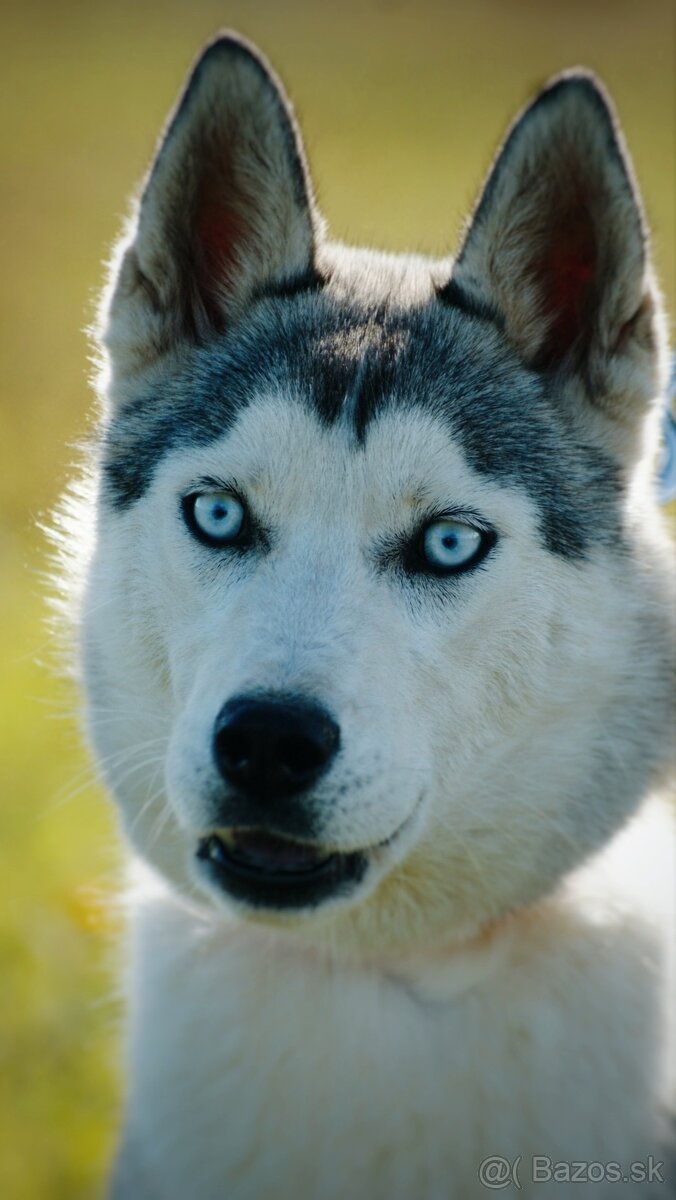 Fenka sibírsky husky s PP