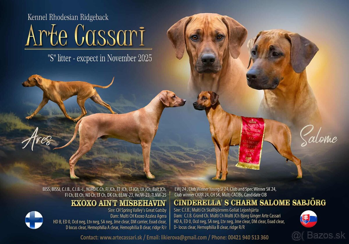 Rhodesian ridgeback