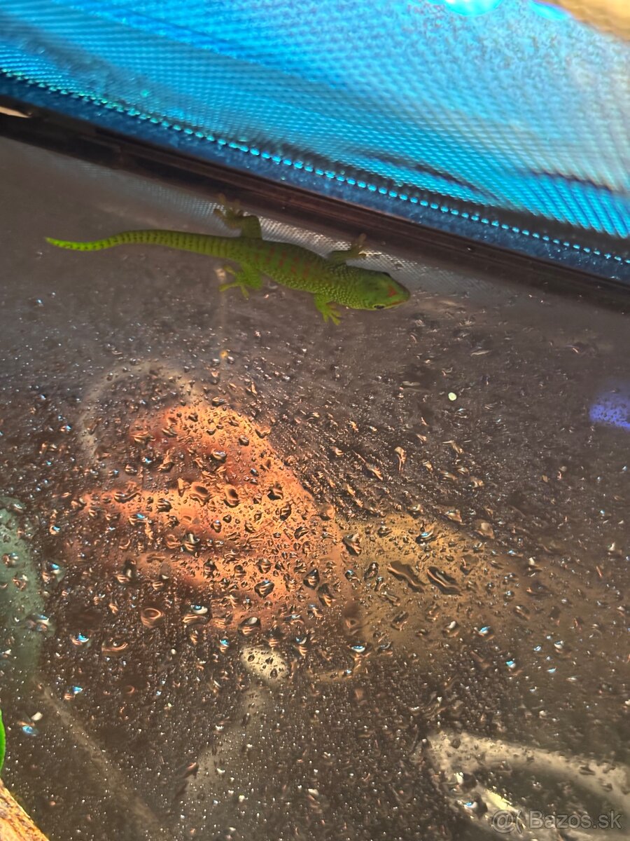 Felzuma madagaskarska/Phelsuma grandis