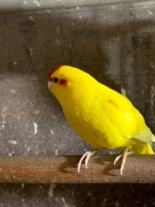 Kakarik žltá samička 2023