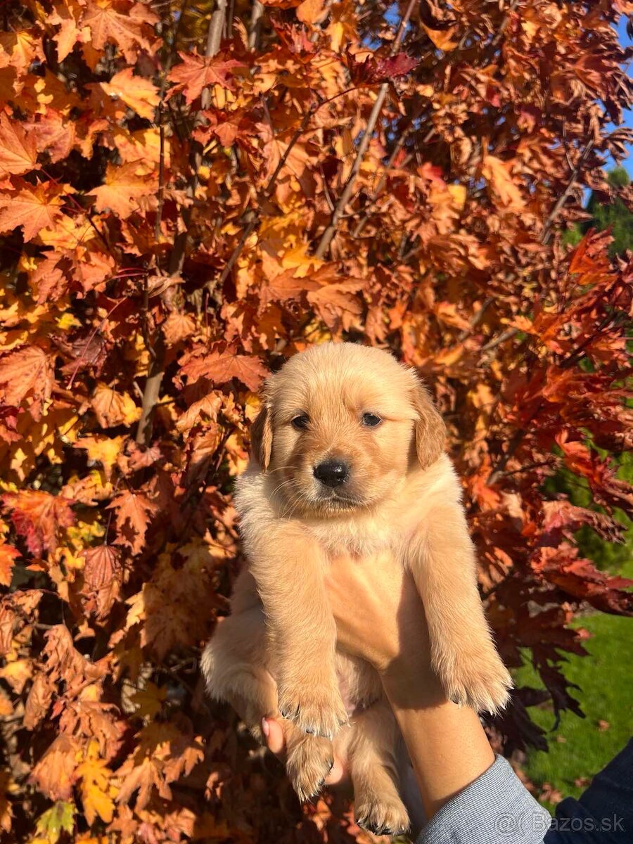 Zlatý retriever Golden retriever