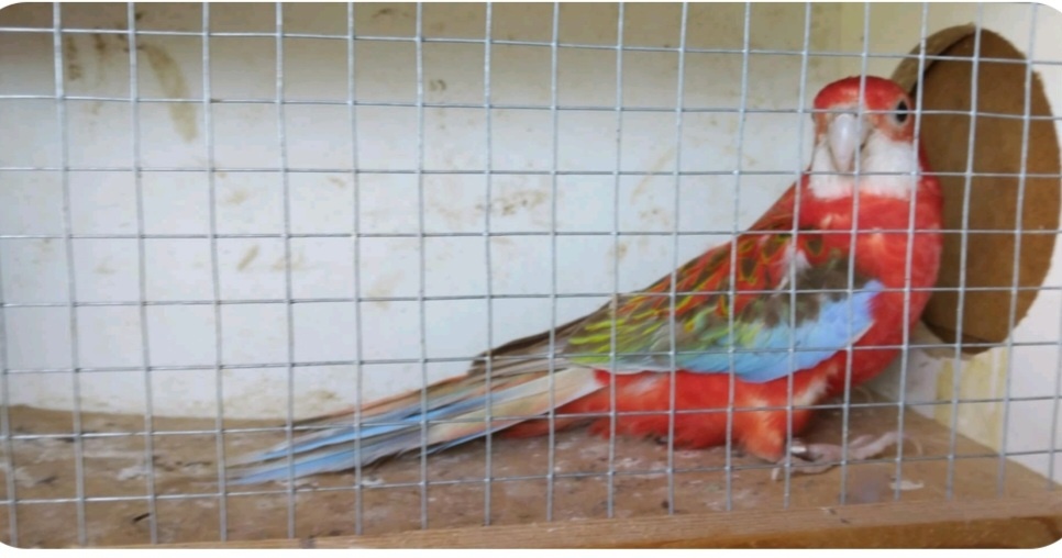 Rozela