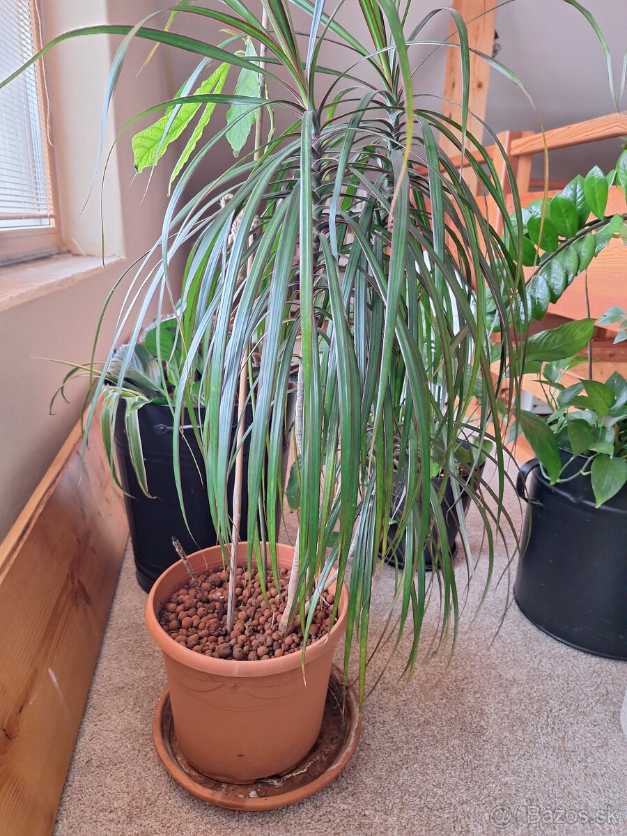 Dracena kvet