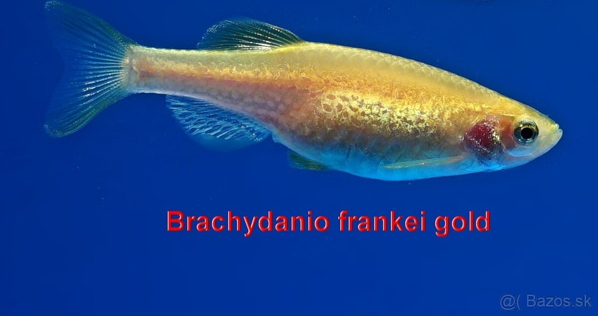 Danio frankei gold
