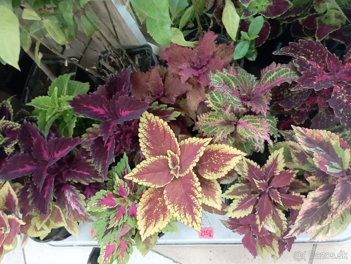 Coleus