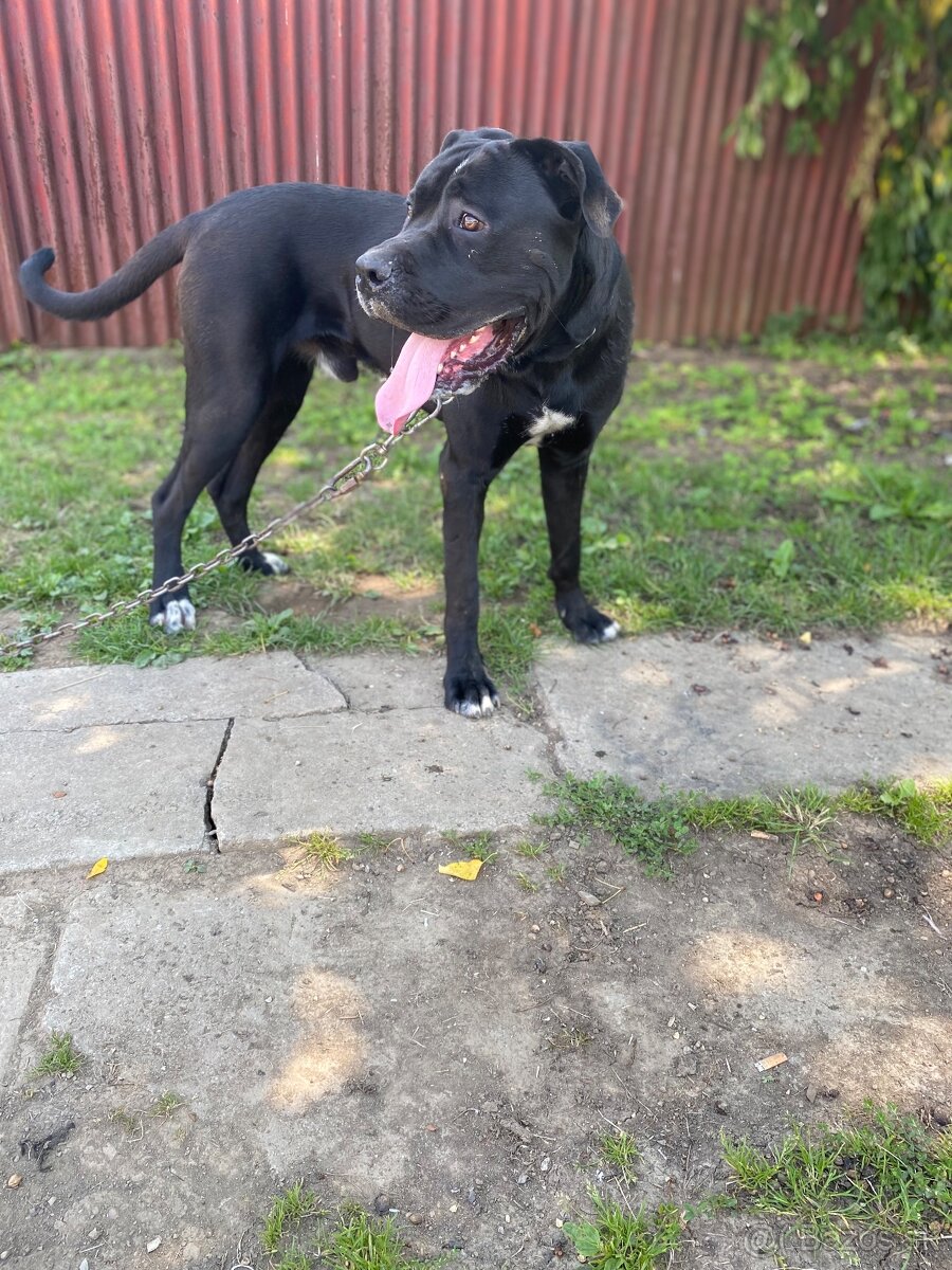 Cane corso