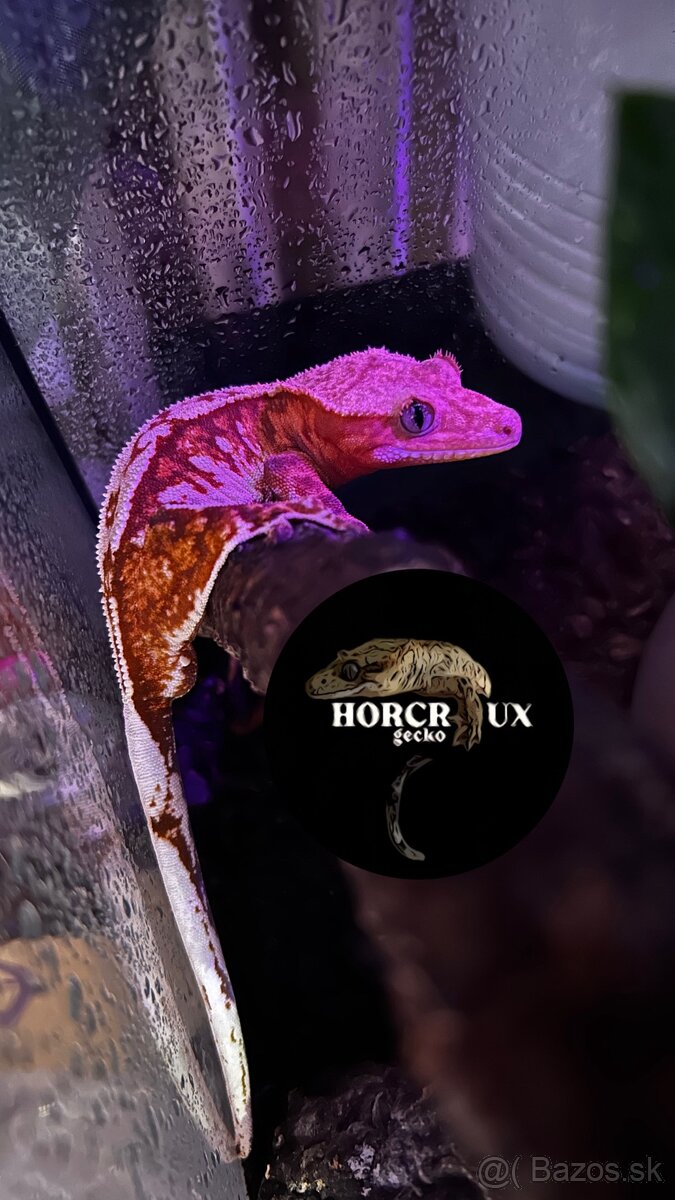 Pagekón riasnatý Correlophus ciliatus tricolor samec